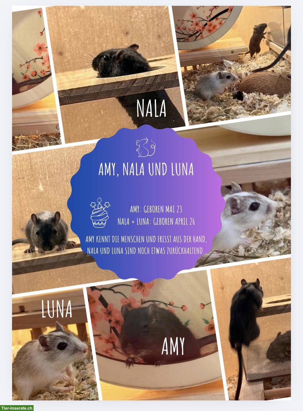 Weibliche Rennmäuse: Amy, Nala und Luna