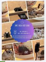 Weibliche Rennmäuse: Amy, Nala und Luna