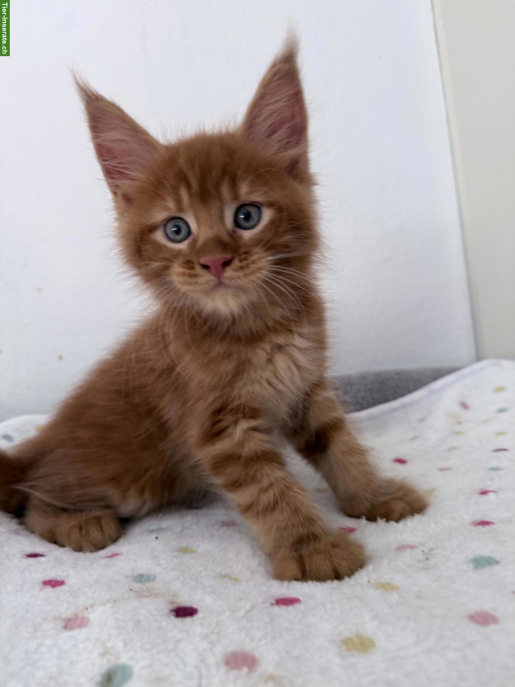 Wunderschöne Maine Coon Kitten, männlich + weiblich