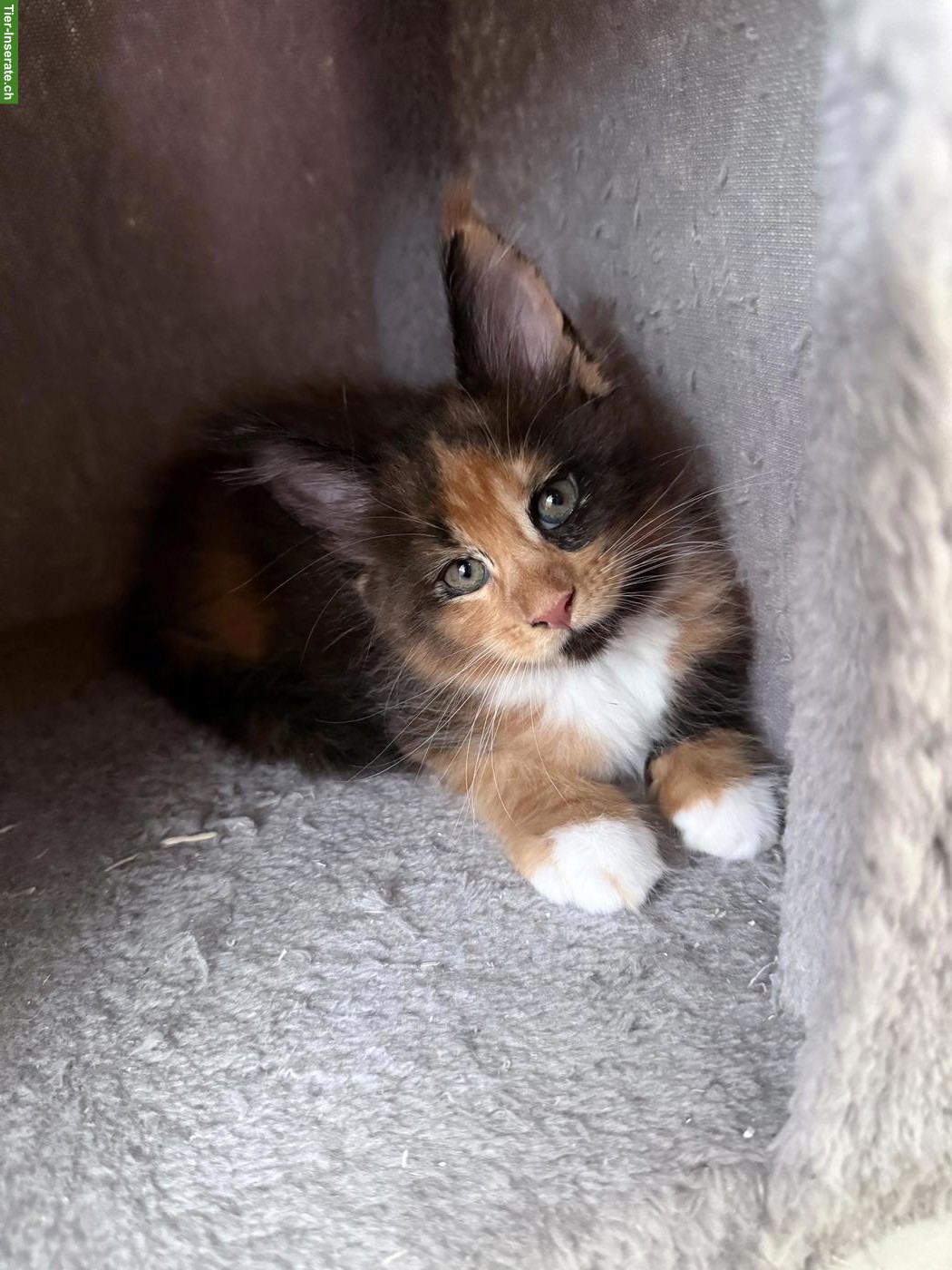 Bild 2: Wunderschöne Maine Coon Kitten, männlich + weiblich