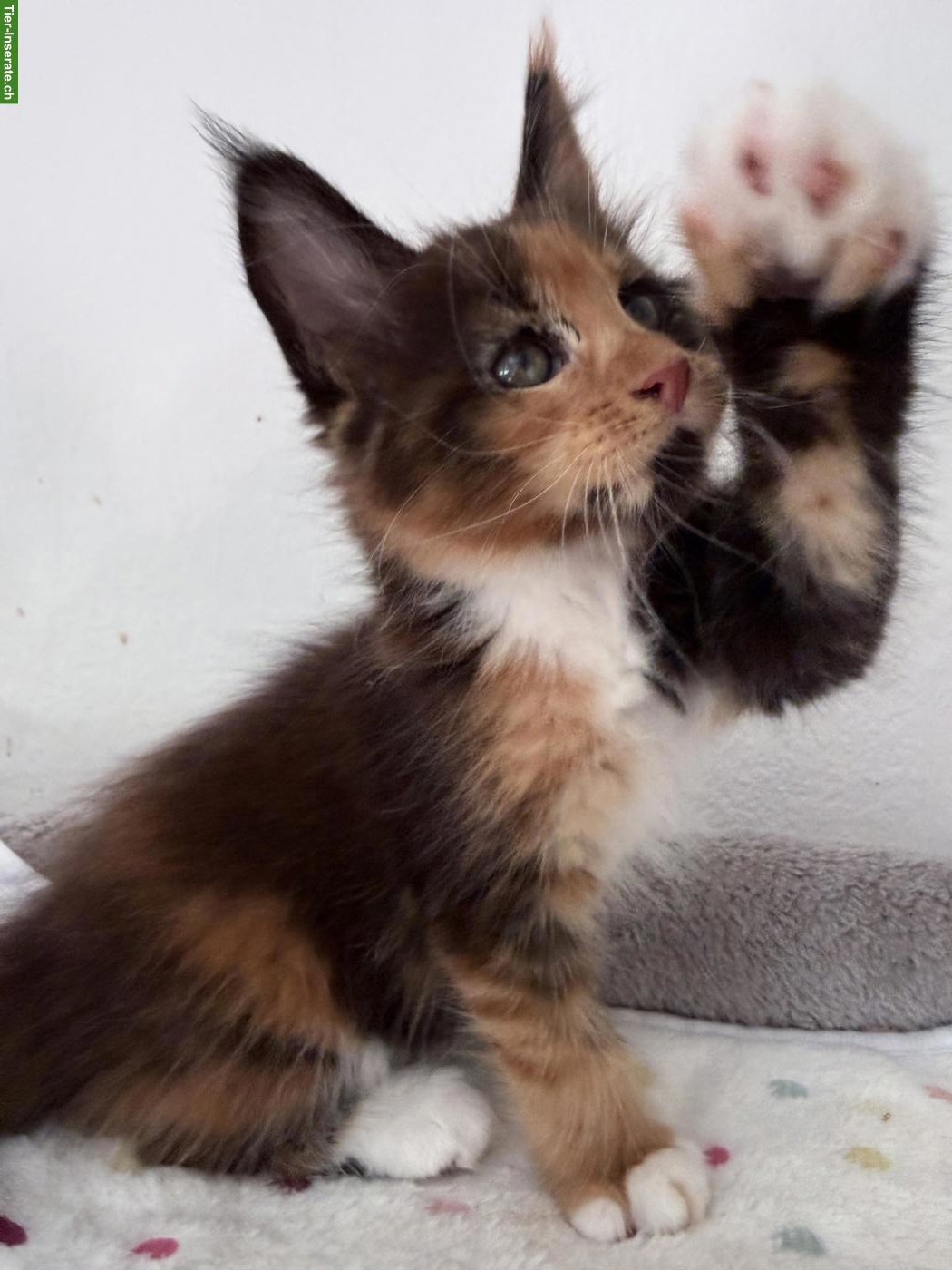 Bild 3: Wunderschöne Maine Coon Kitten, männlich + weiblich