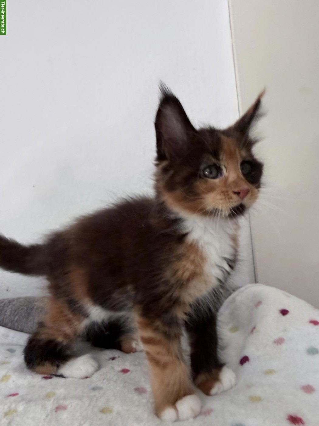 Bild 4: Wunderschöne Maine Coon Kitten, männlich + weiblich