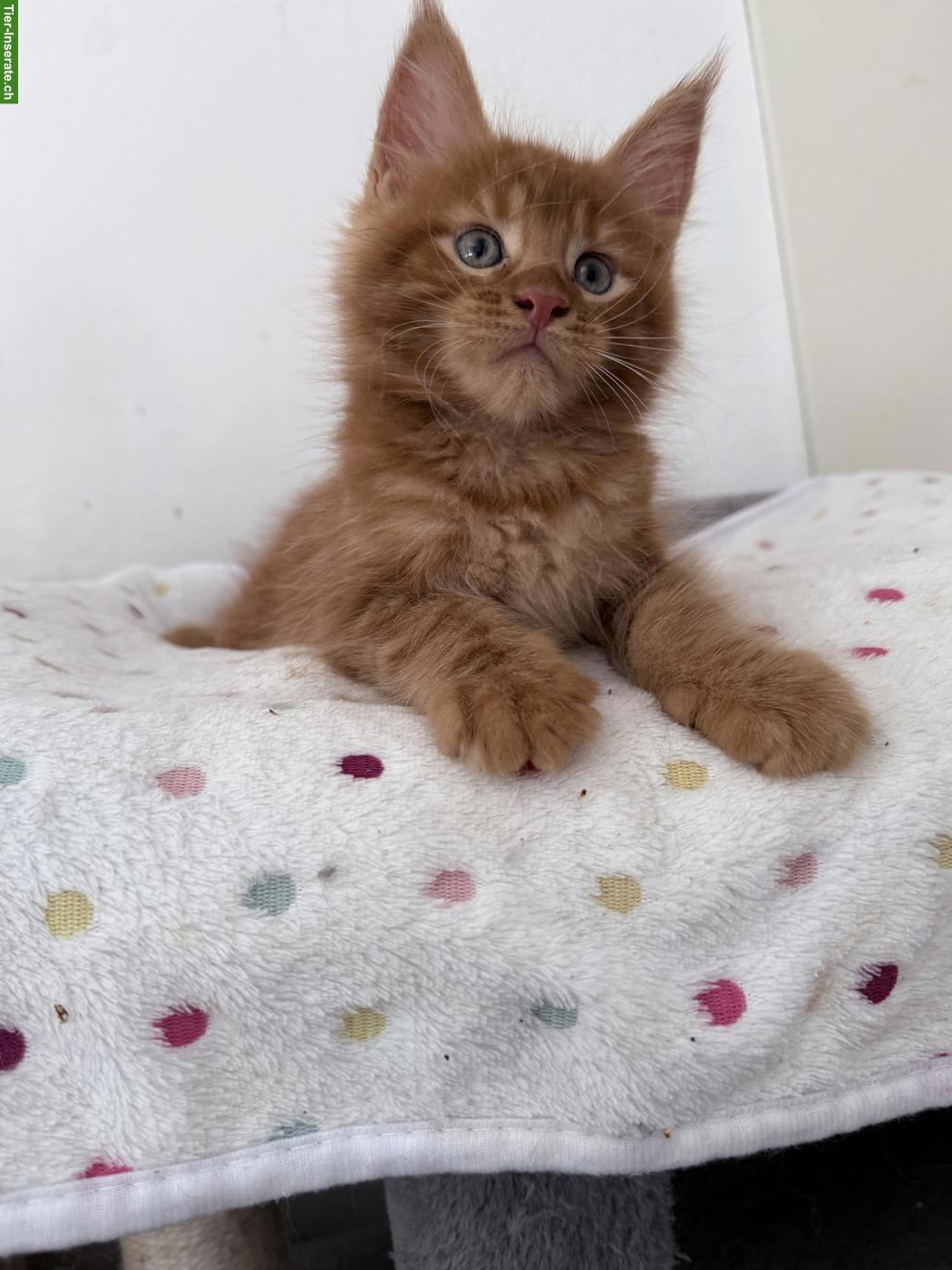 Bild 5: Wunderschöne Maine Coon Kitten, männlich + weiblich