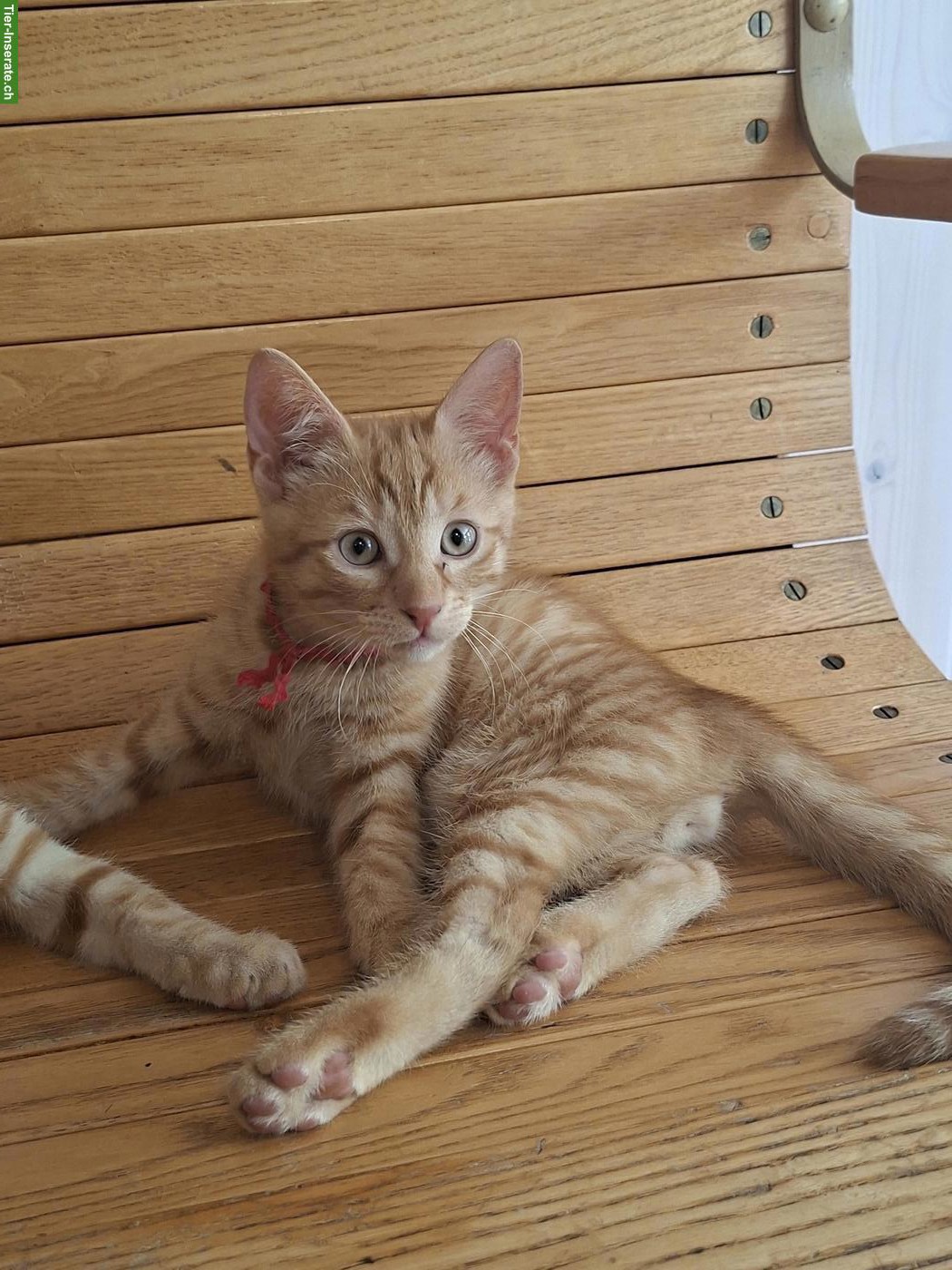 Roter Tiger Kater 🐱 sucht ein Zuhause