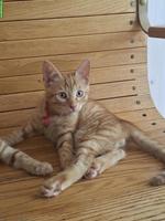 Roter Tiger Kater 🐱 sucht ein Zuhause