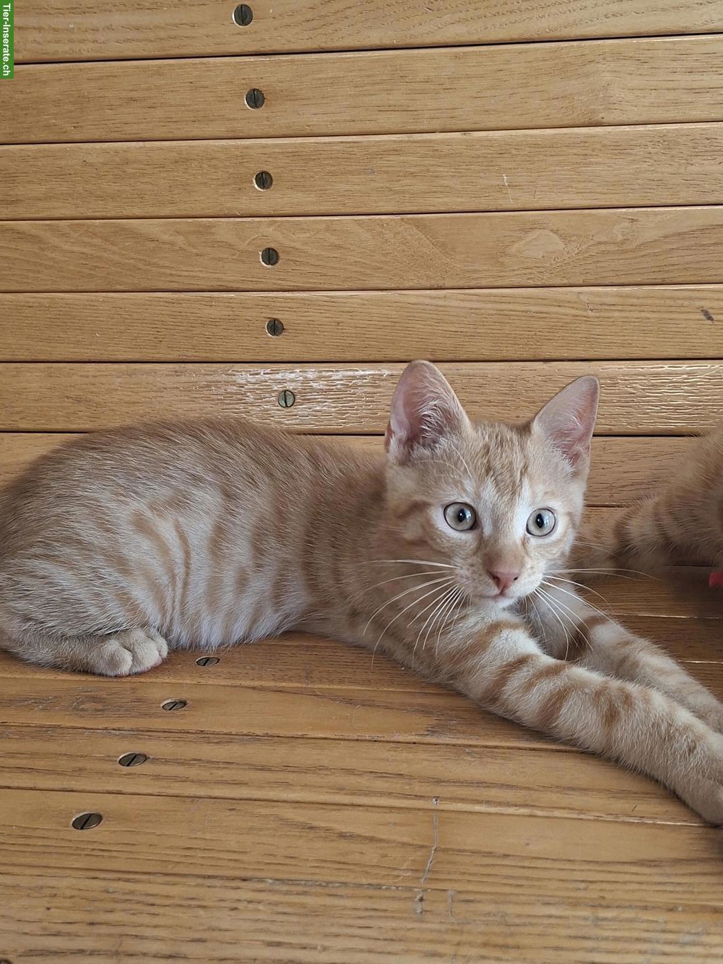 Bild 2: Roter Tiger Kater 🐱 sucht ein Zuhause