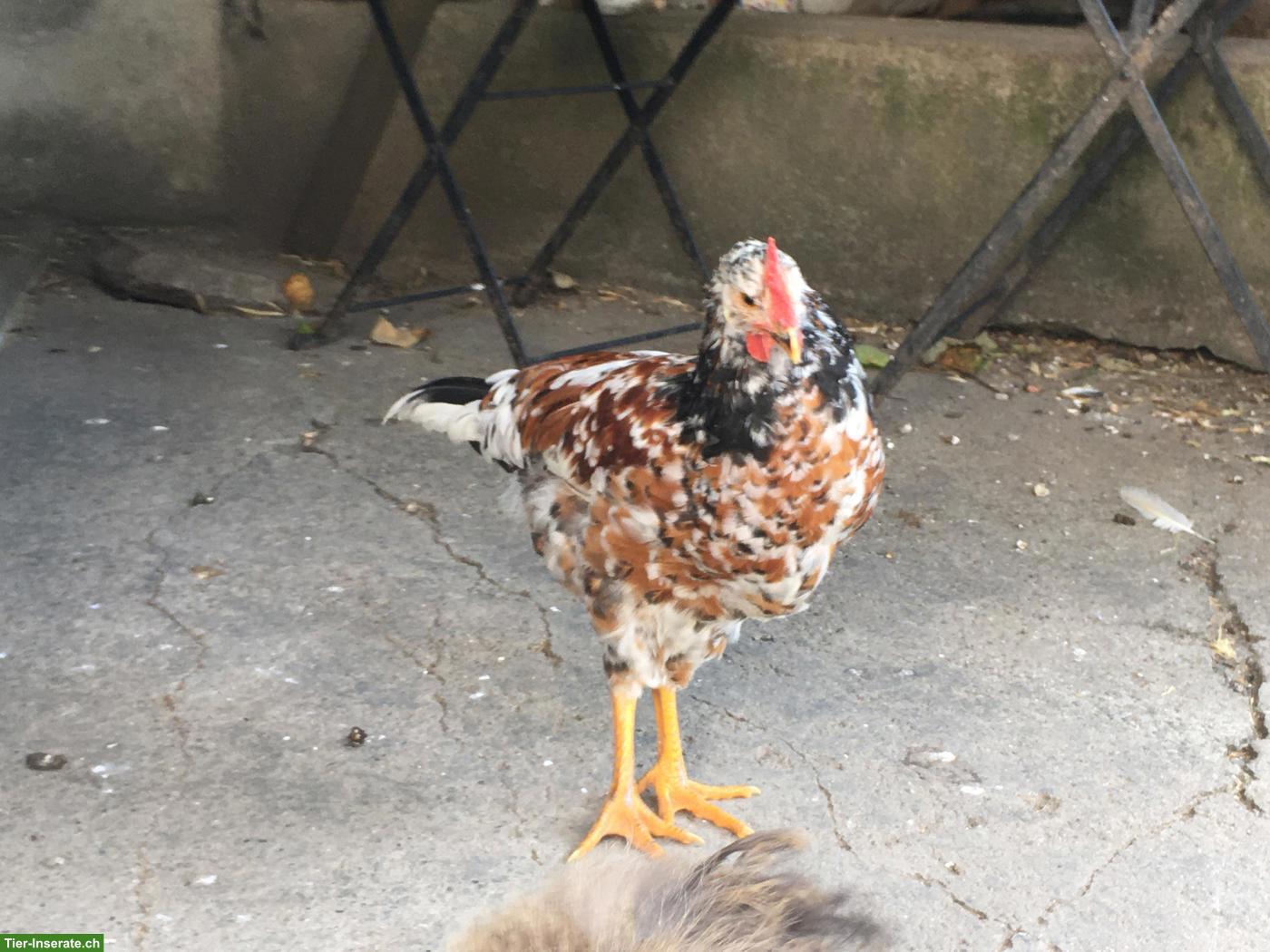 Junger Blumenhuhn Hahn/Güggel GRATIS abzugeben