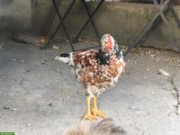 Junger Blumenhuhn Hahn/Güggel GRATIS abzugeben
