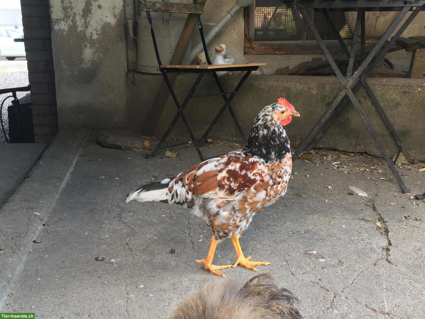 Bild 2: Junger Blumenhuhn Hahn/Güggel GRATIS abzugeben