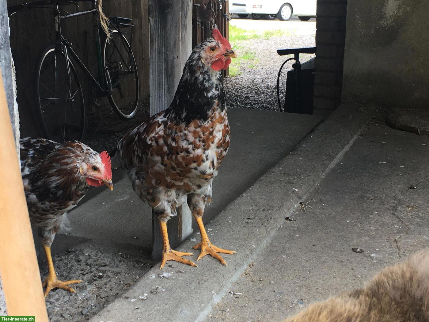 Bild 3: Junger Blumenhuhn Hahn/Güggel GRATIS abzugeben