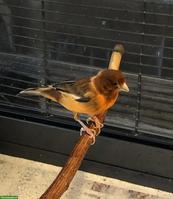 Männlicher Kanarienvogel sucht Anschluss