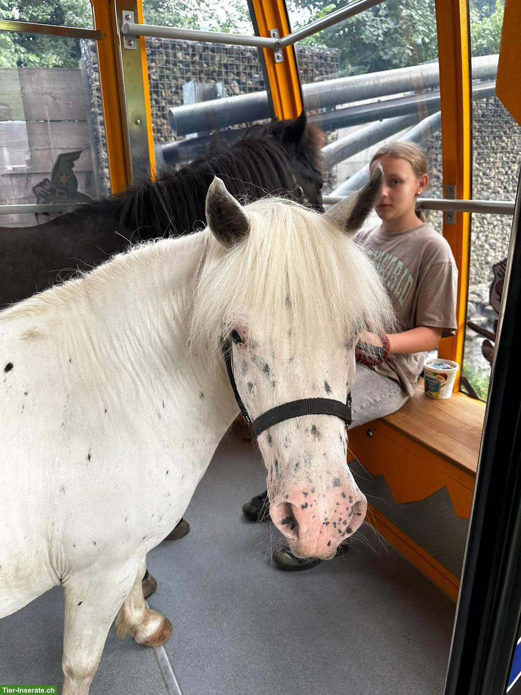 Shetty Stute Fem, 11-jährig