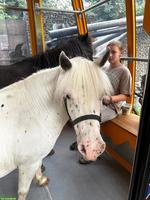 Shetty Stute Fem, 11-jährig