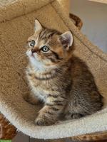 Wundervolles BKH Kitten, männlich sucht liebes Zuhause