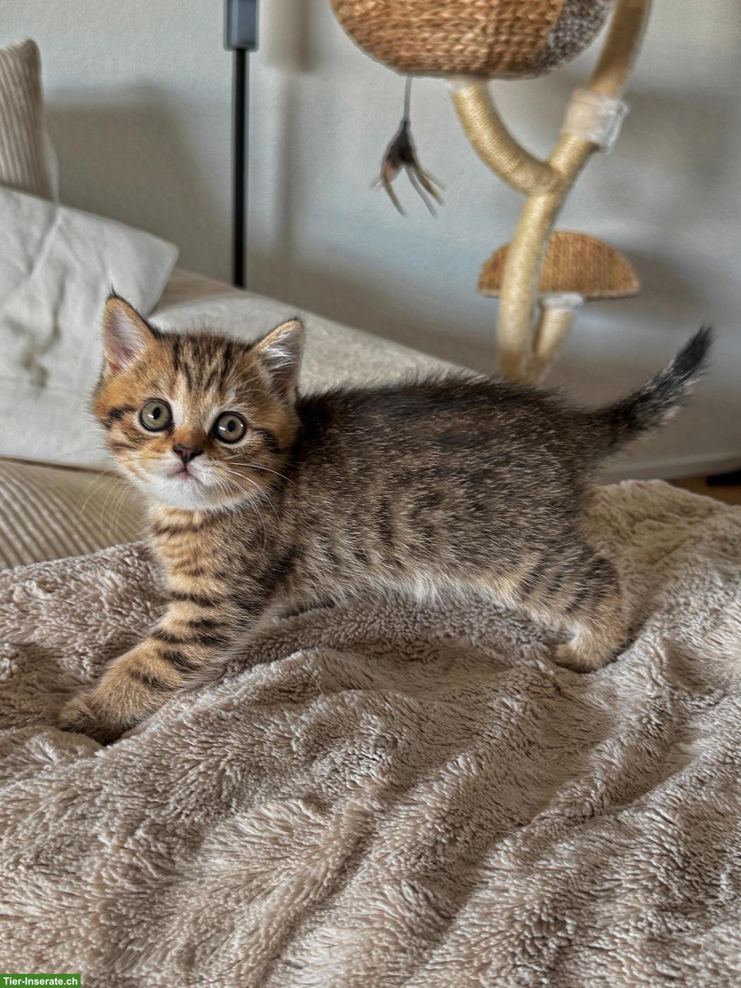 Bild 2: Wundervolles BKH Kitten, männlich sucht liebes Zuhause
