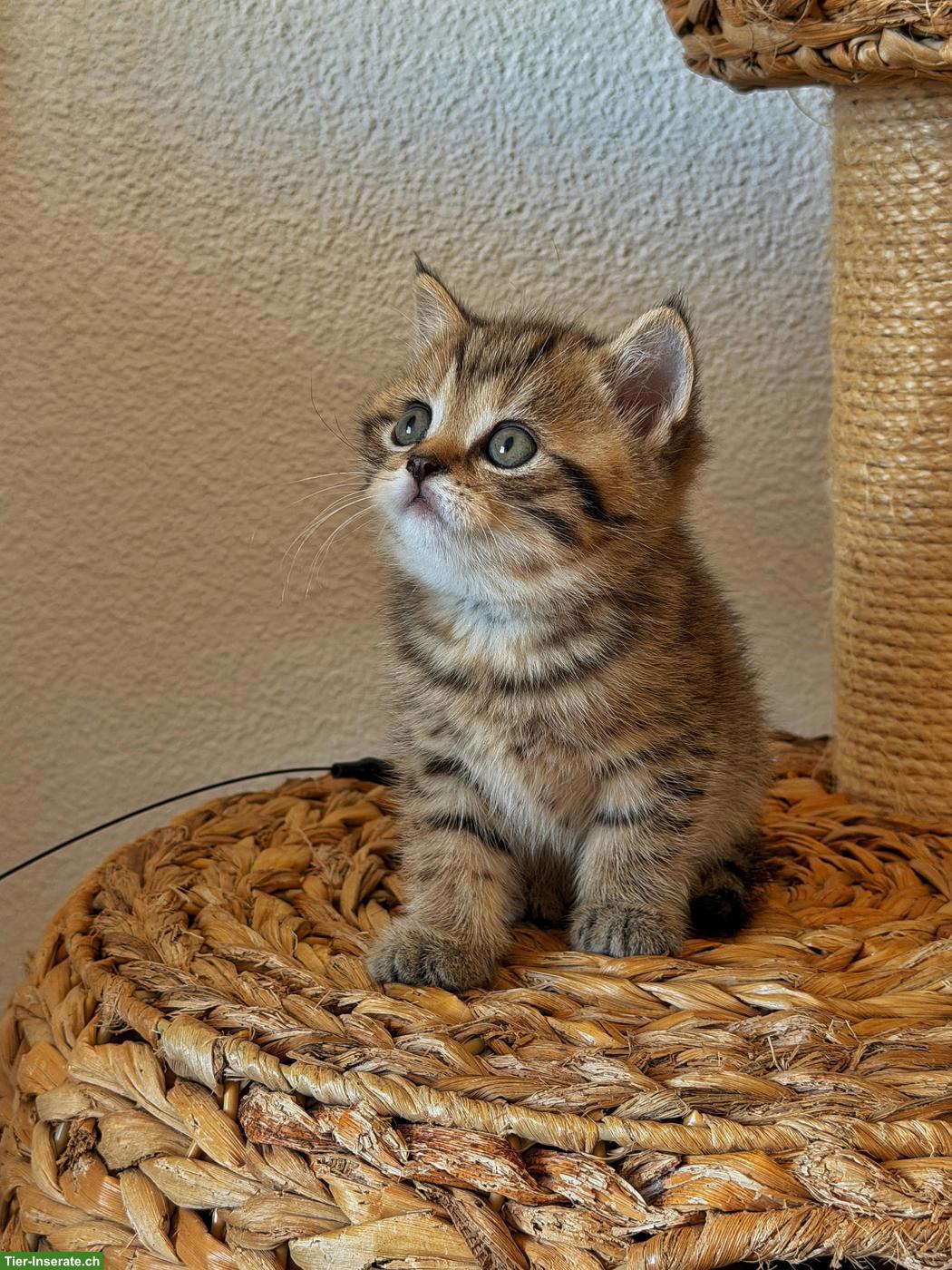 Bild 3: Wundervolles BKH Kitten, männlich sucht liebes Zuhause