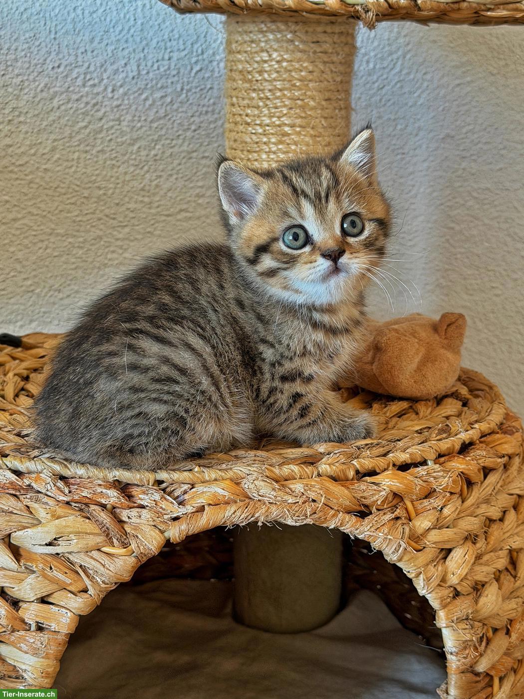 Bild 4: Wundervolles BKH Kitten, männlich sucht liebes Zuhause