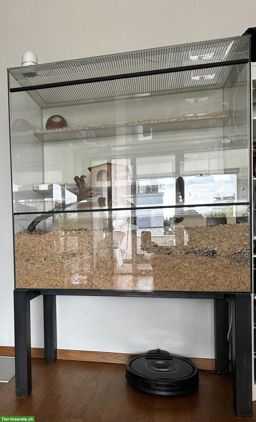 Bild 2: Swisspet Nagerkäfig / Nagerterrarium mit Metall-Untergestell
