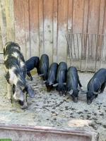 Junge bunte Alpenschweine abzugeben