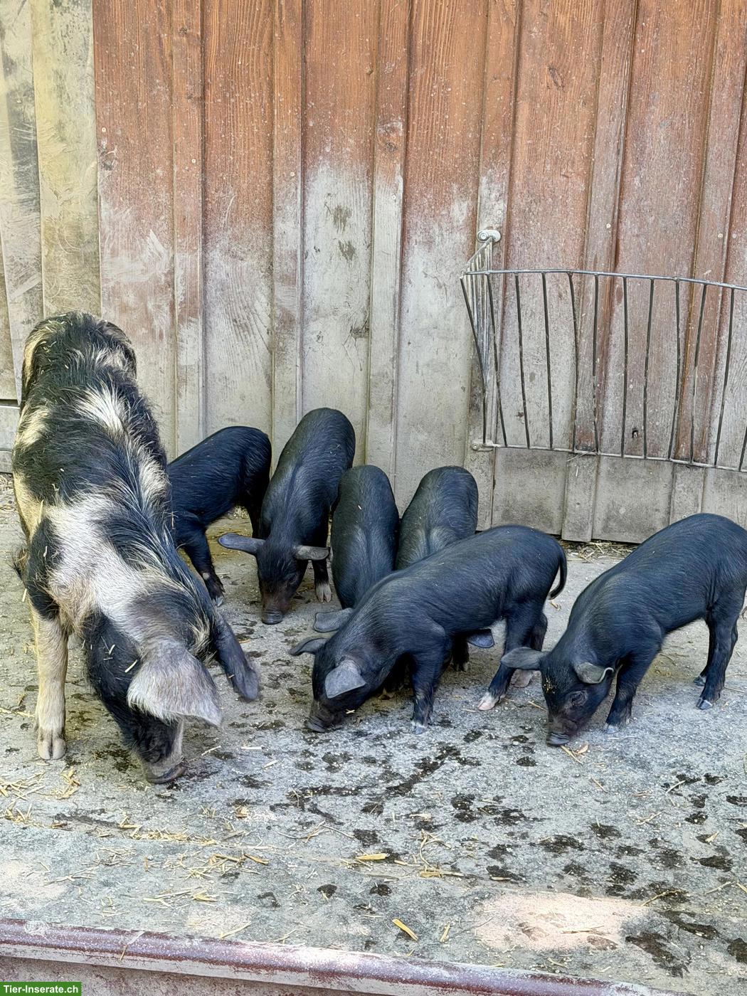 Bild 2: Junge bunte Alpenschweine abzugeben