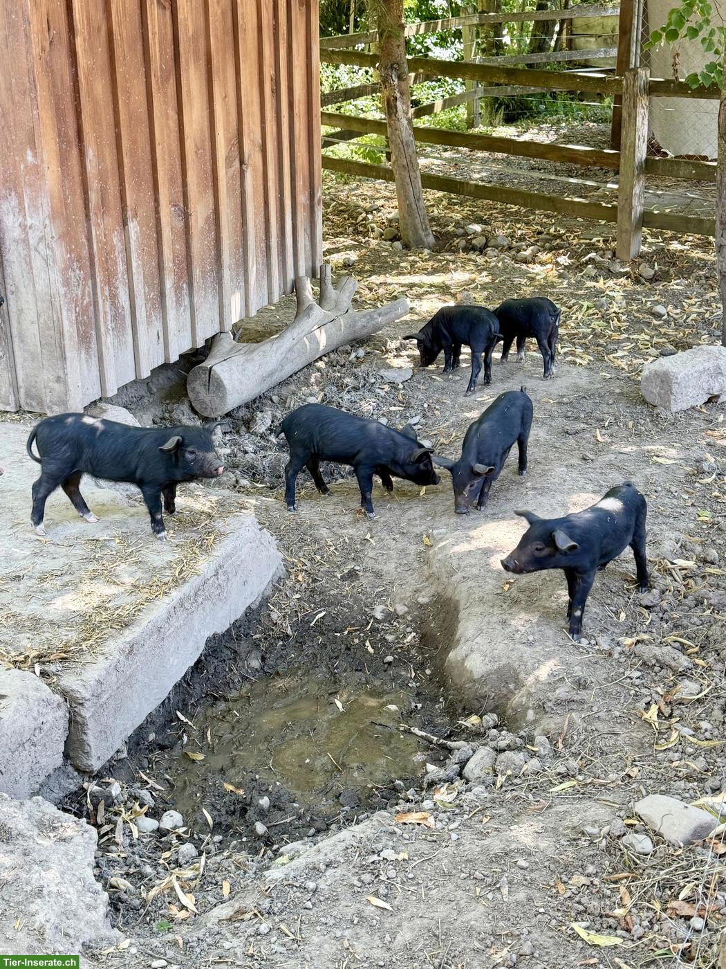 Bild 3: Junge bunte Alpenschweine abzugeben