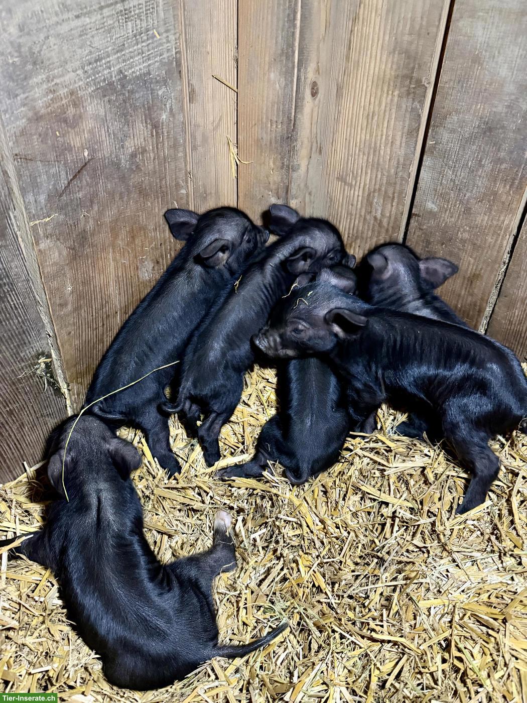 Bild 4: Junge bunte Alpenschweine abzugeben