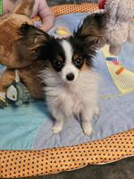 Zauberhafte Papillon Hündin, reinrassig mit Papiere