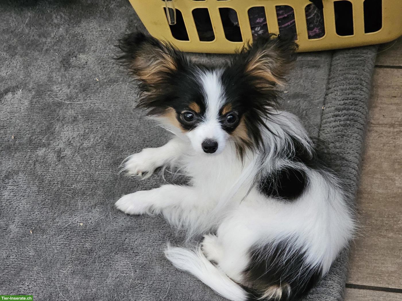 Bild 2: Zauberhafte Papillon Hündin, reinrassig mit Papiere