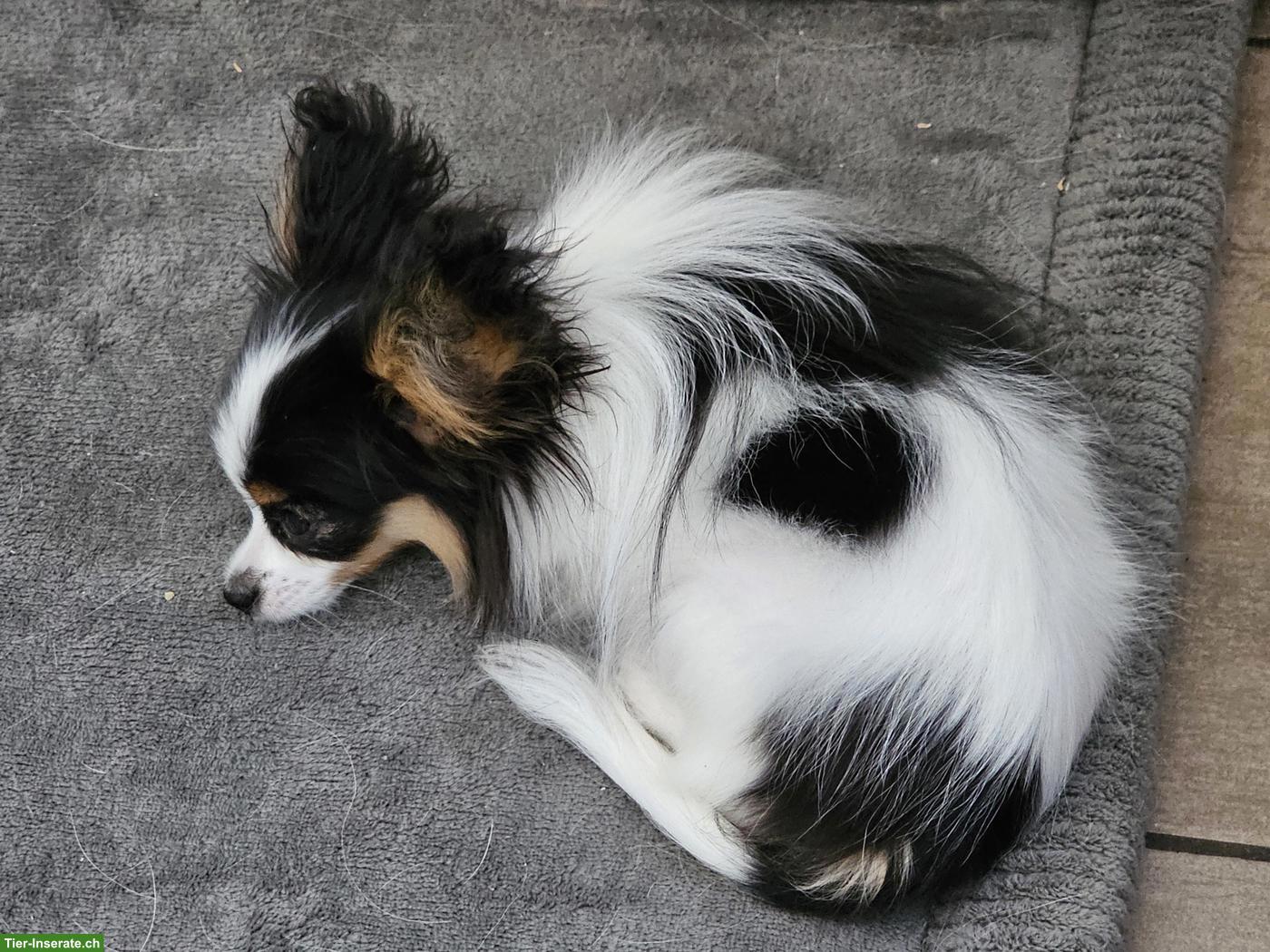 Bild 3: Zauberhafte Papillon Hündin, reinrassig mit Papiere