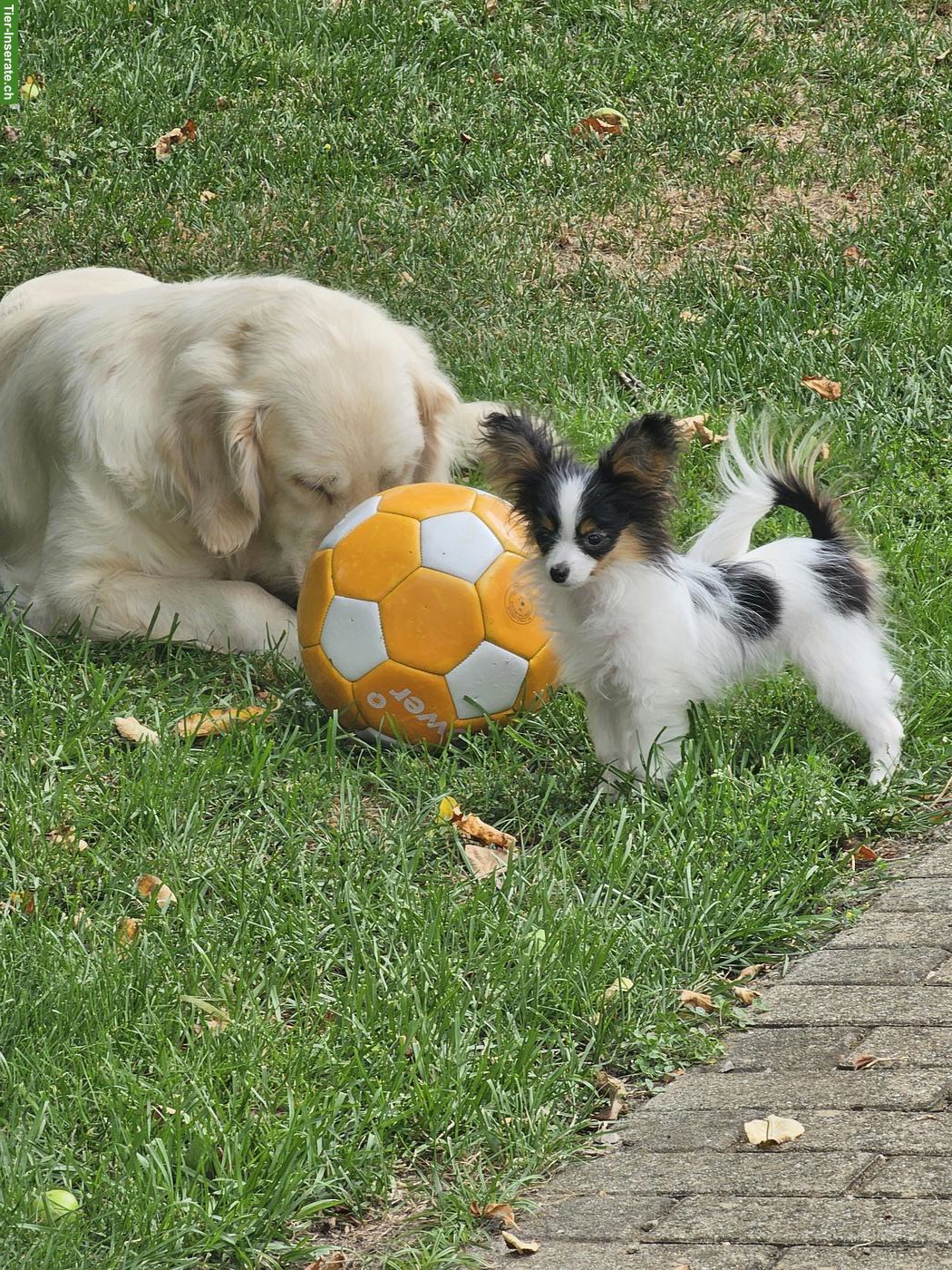 Bild 4: Zauberhafte Papillon Hündin, reinrassig mit Papiere