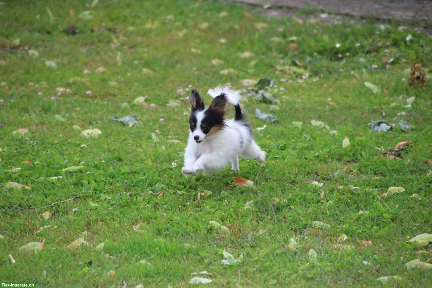 Bild 5: Zauberhafte Papillon Hündin, reinrassig mit Papiere