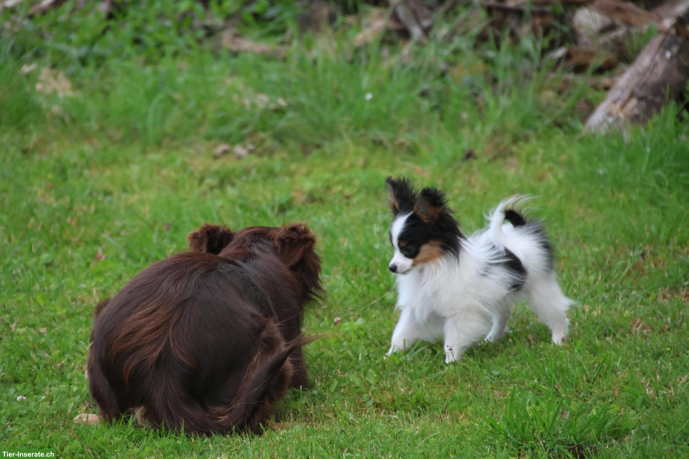 Bild 6: Zauberhafte Papillon Hündin, reinrassig mit Papiere