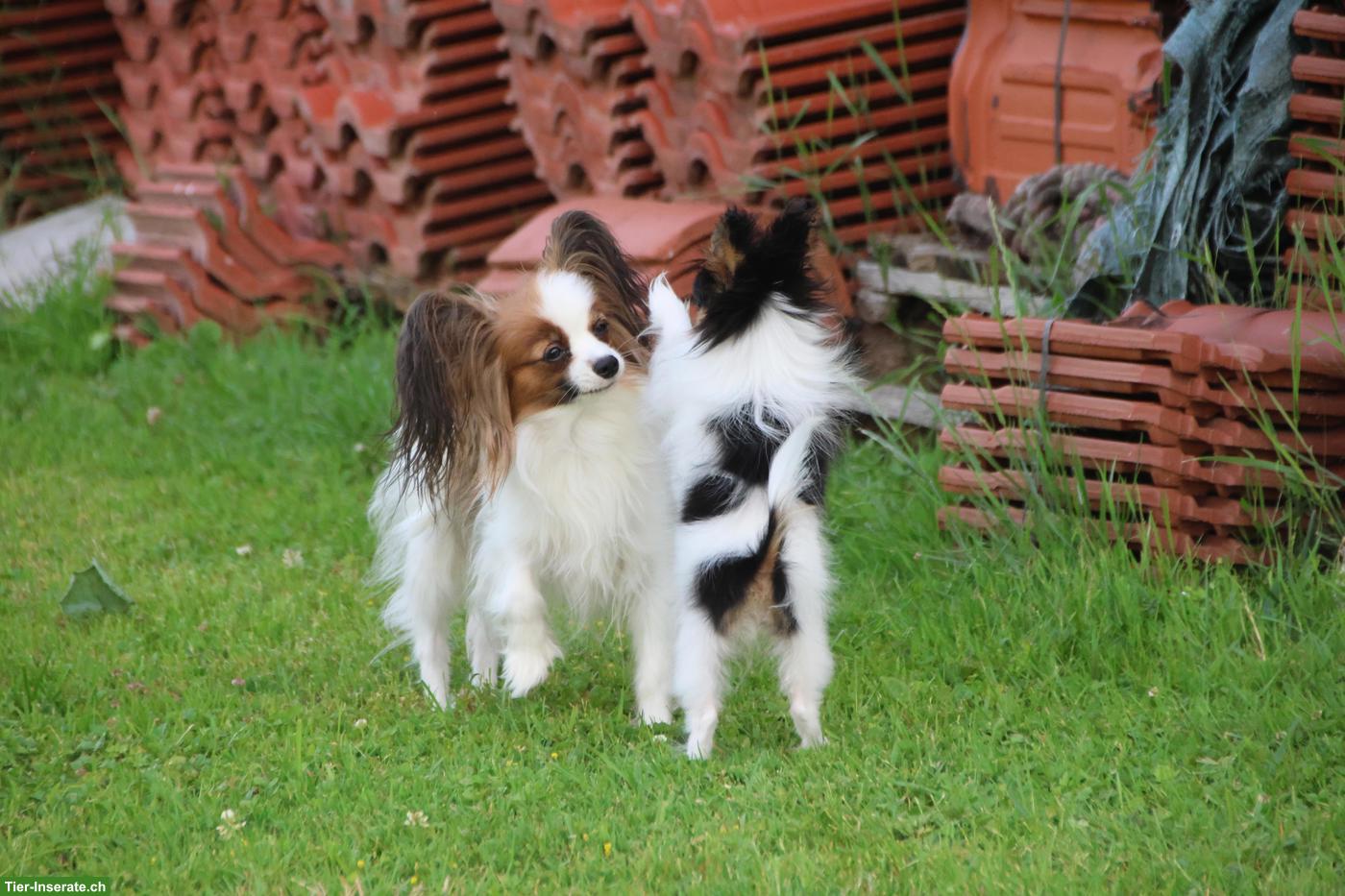 Bild 7: Zauberhafte Papillon Hündin, reinrassig mit Papiere