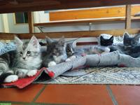 Maine Coon Kitten, verschmust und verspielt