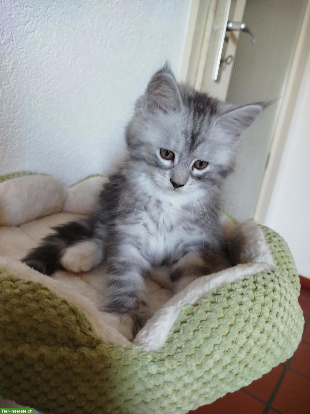 Bild 2: Maine Coon Kitten, verschmust und verspielt