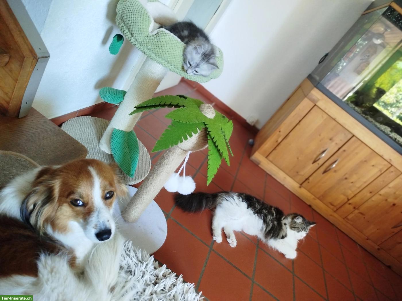 Bild 3: Maine Coon Kitten, verschmust und verspielt