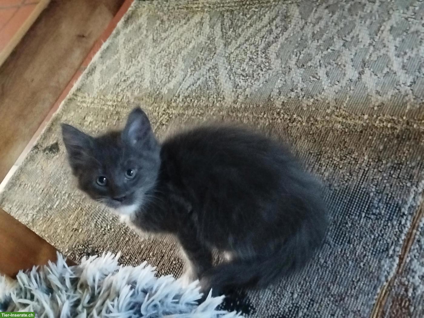Bild 4: Maine Coon Kitten, verschmust und verspielt