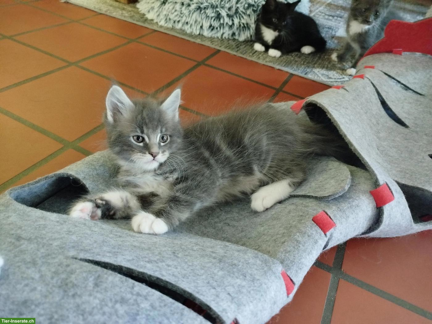 Bild 5: Maine Coon Kitten, verschmust und verspielt