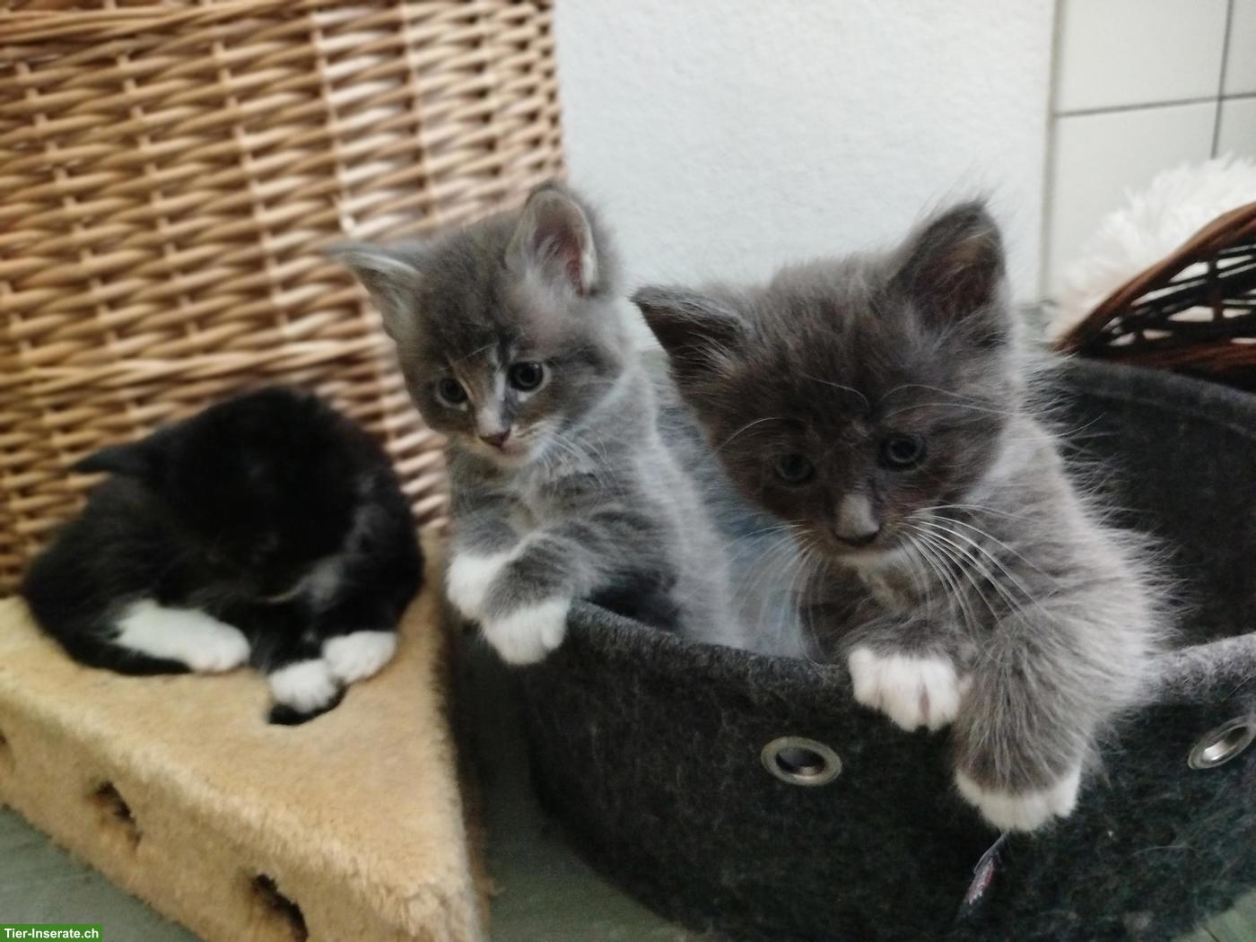 Bild 6: Maine Coon Kitten, verschmust und verspielt