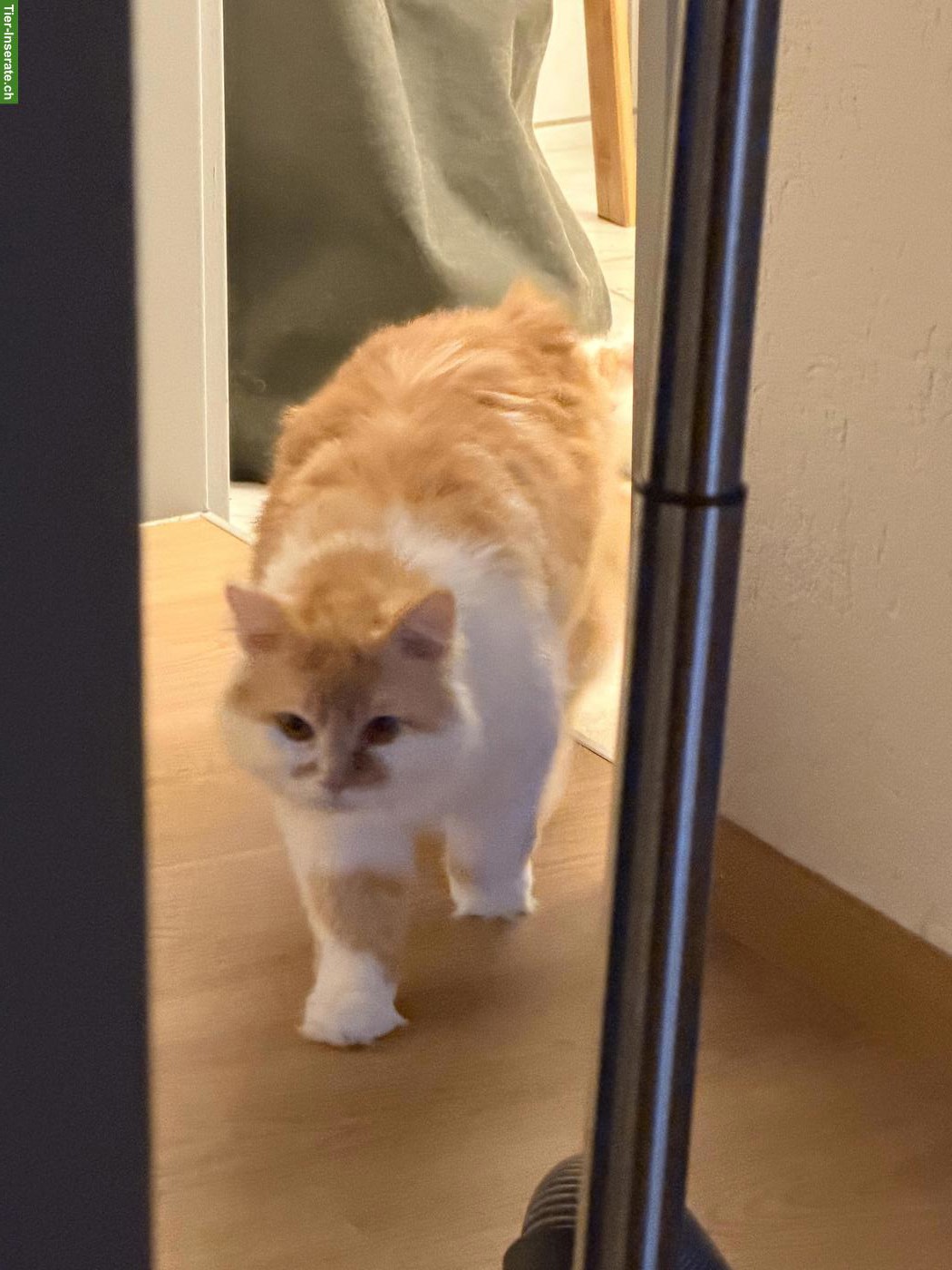 Bild 2: Perser Katzenpaar sucht Zuhause mit Freigang