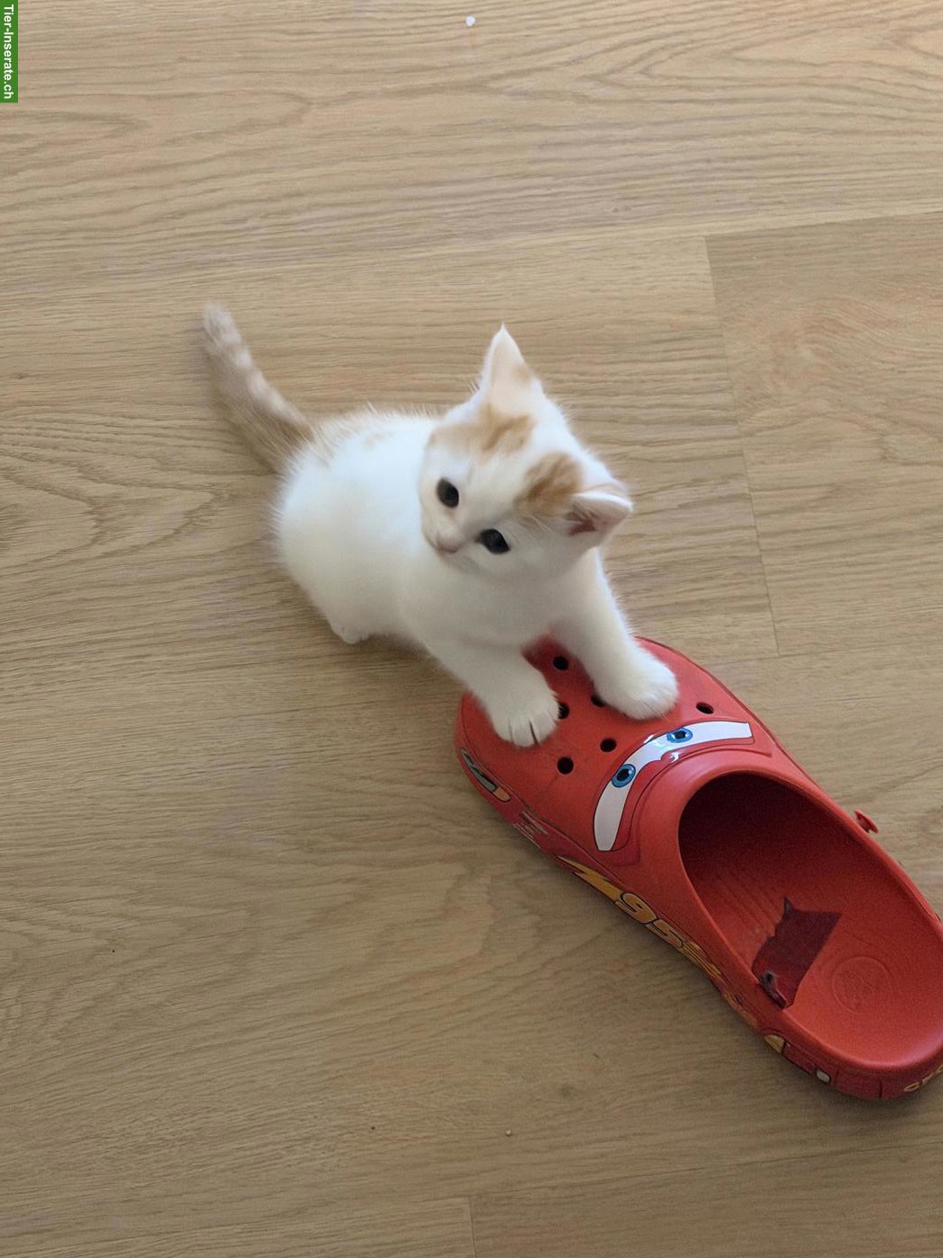 Bild 3: Perser Katzenpaar sucht Zuhause mit Freigang
