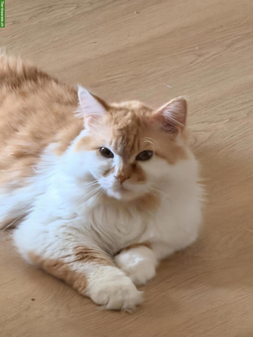 Bild 4: Perser Katzenpaar sucht Zuhause mit Freigang