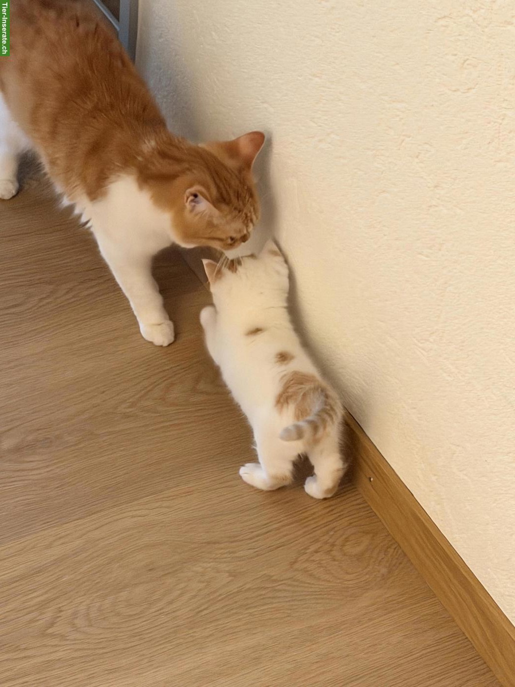 Bild 5: Perser Katzenpaar sucht Zuhause mit Freigang