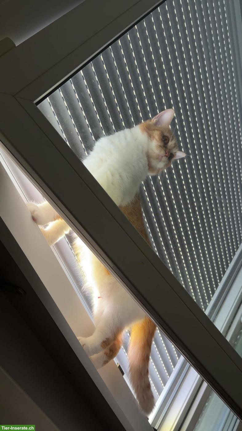 Bild 6: Perser Katzenpaar sucht Zuhause mit Freigang
