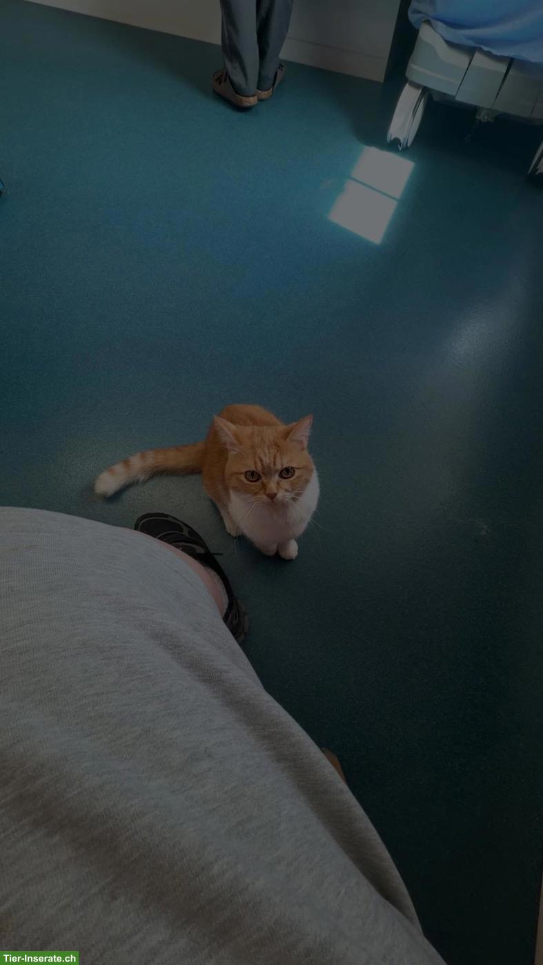 Bild 7: Perser Katzenpaar sucht Zuhause mit Freigang