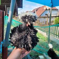 Junger Holländer Haubenhuhn Güggel