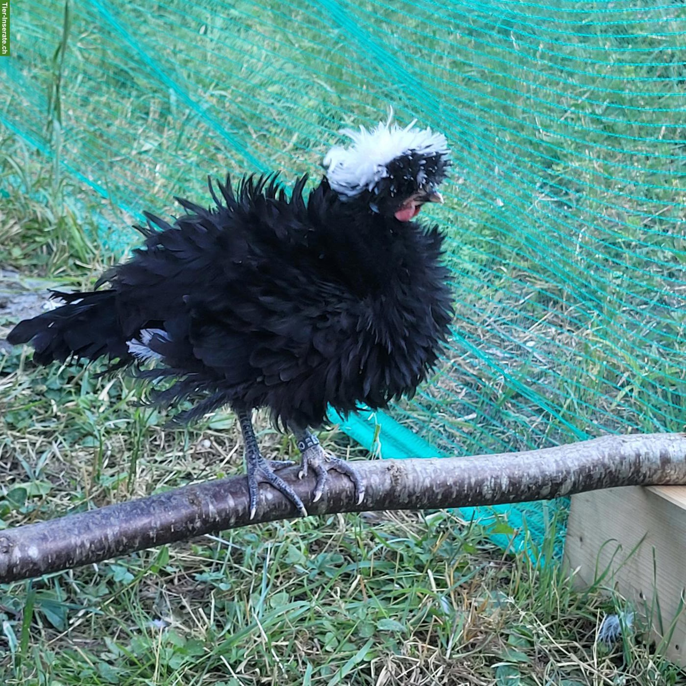 Bild 2: Junger Holländer Haubenhuhn Güggel