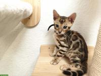 Wunderschöner Bengal Kater mit Stammbaum