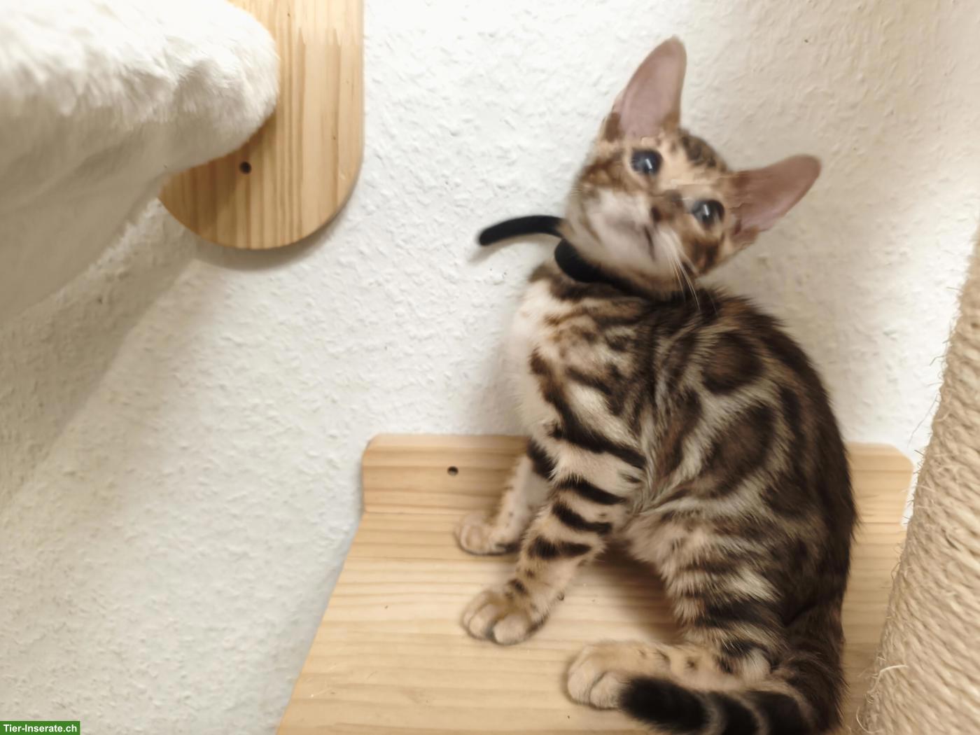 Bild 2: Wunderschöner Bengal Kater mit Stammbaum