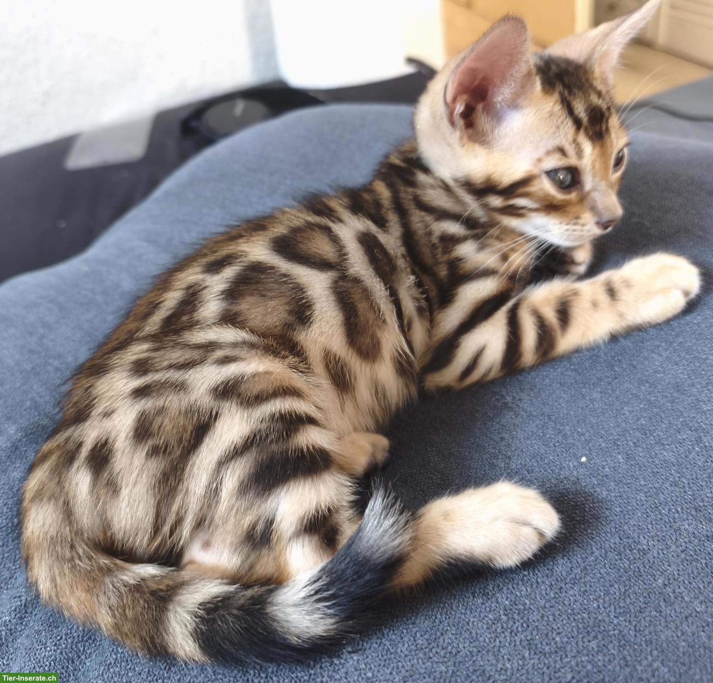 Bild 3: Wunderschöner Bengal Kater mit Stammbaum